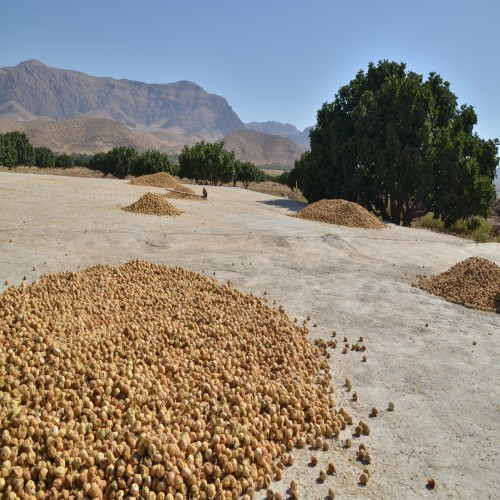 Eshpang, the Fig Drying Process in Estahban Orchards