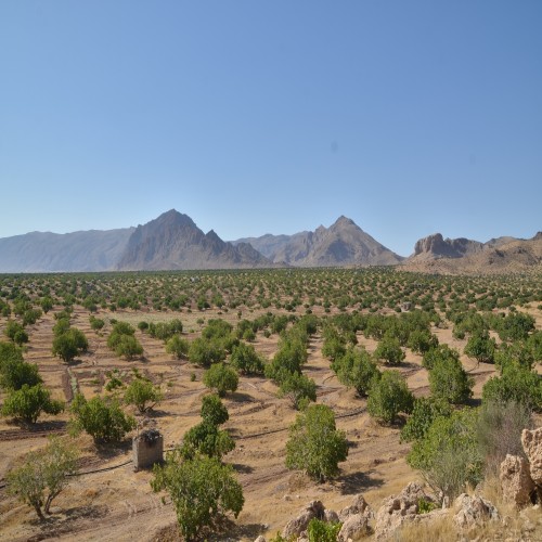 Comprehensive Guide to Fig Cultivation – Part 1